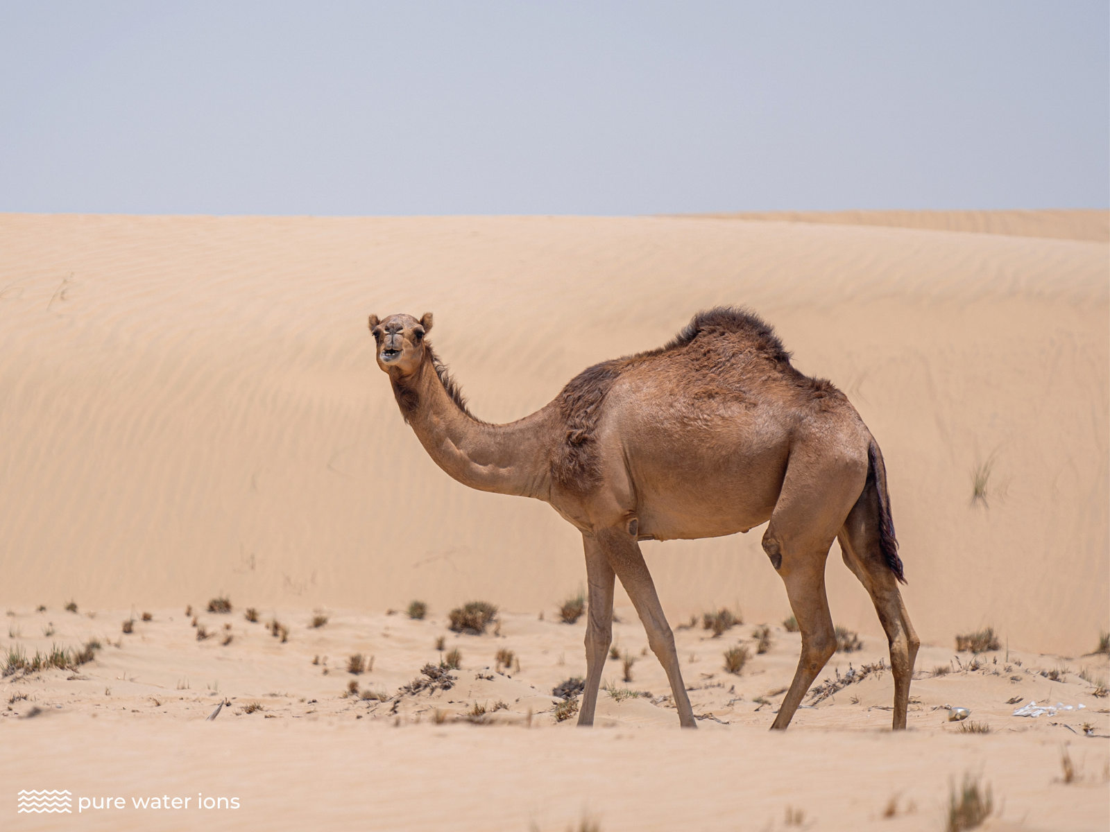 camel in the desert 2