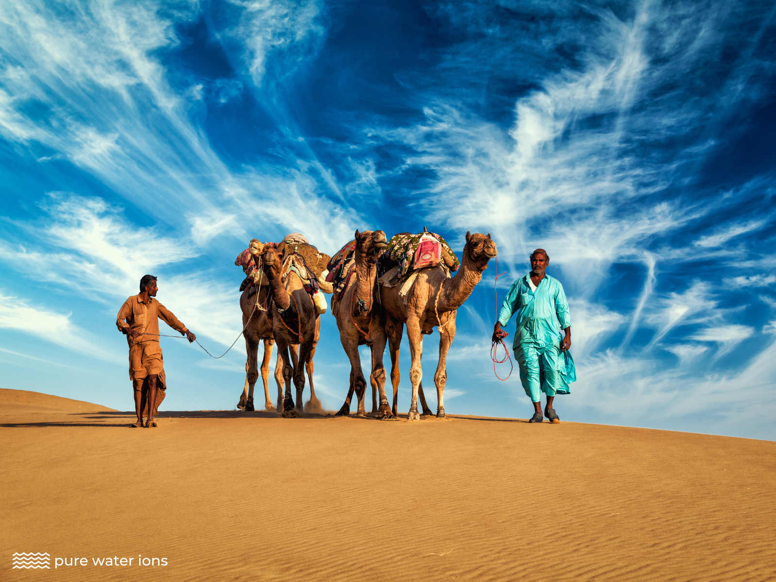 camels walking over a sand dune