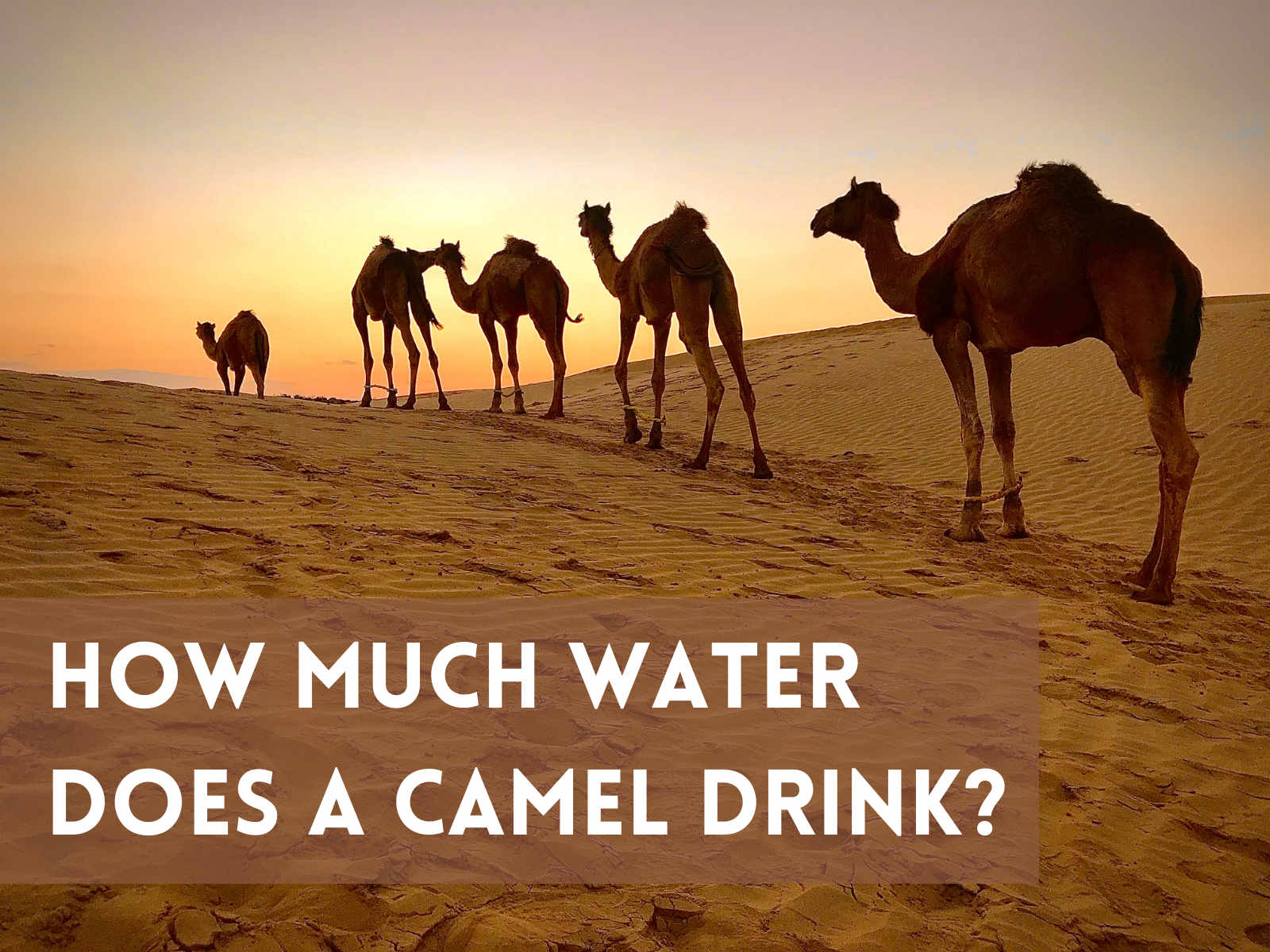 how much water does a camal drink