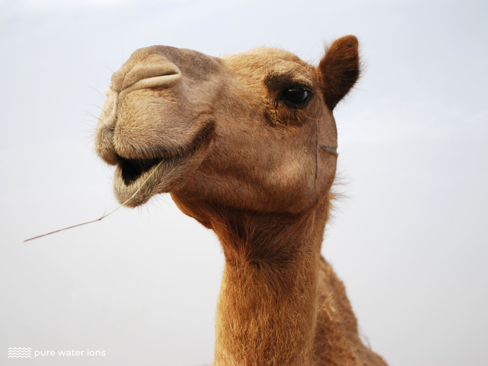 picture of a camels face