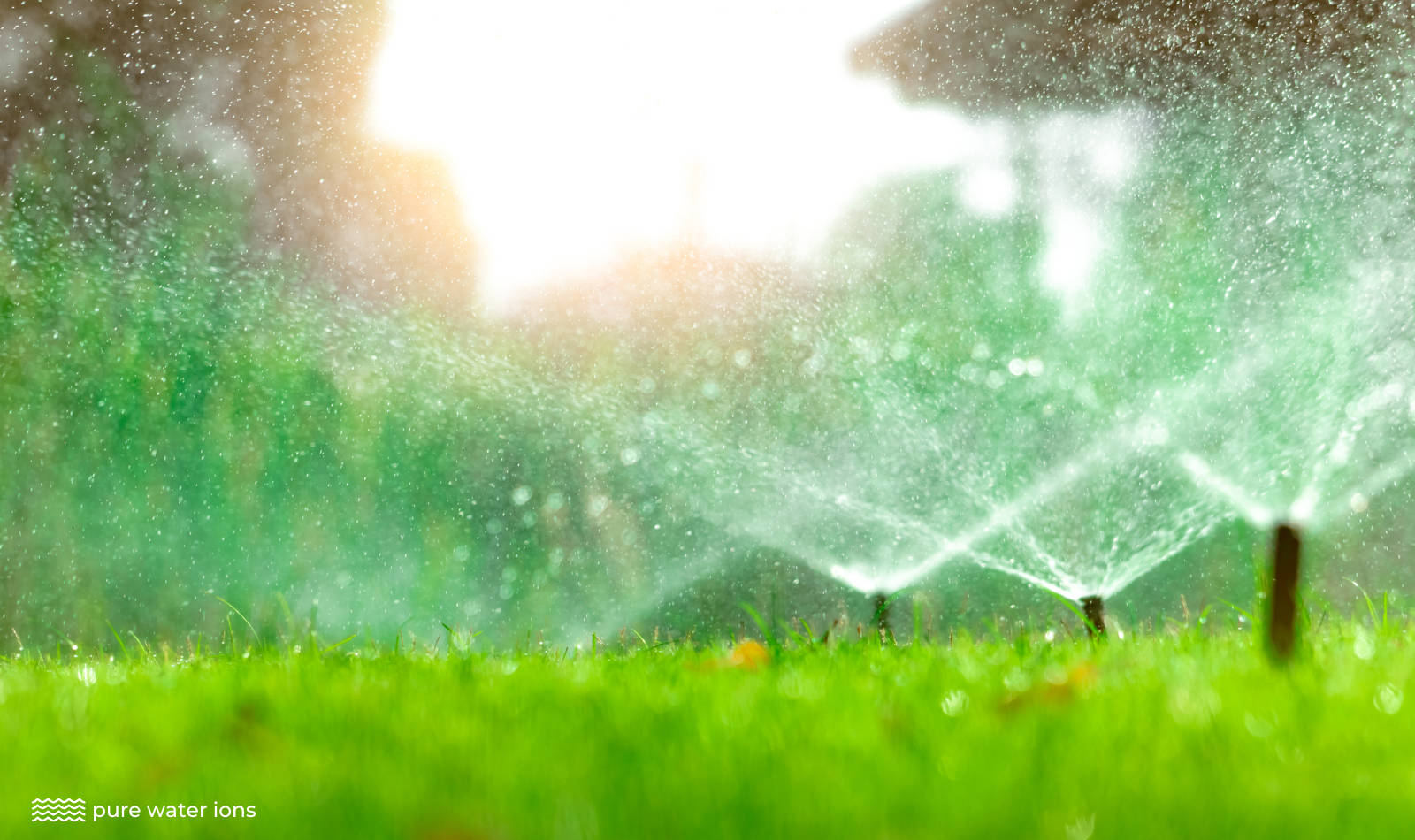 sprinklers watering grass