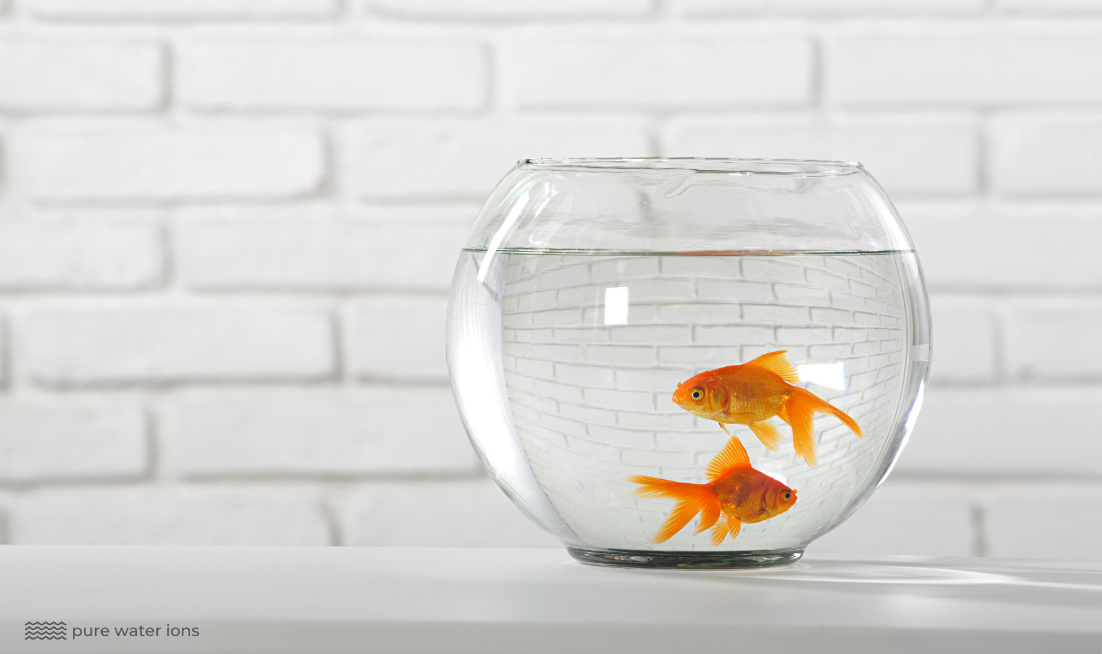 two goldfish in a goldfish bowl
