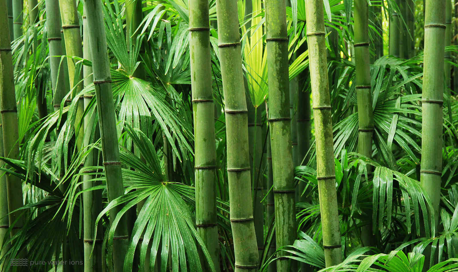 bamboo in the wild