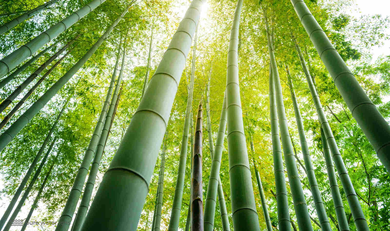 bamboo plant in the jungle